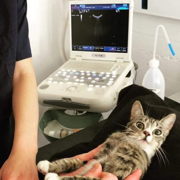 DIAGNOSTICO POR IMAGENES (ecografia y rayos x)