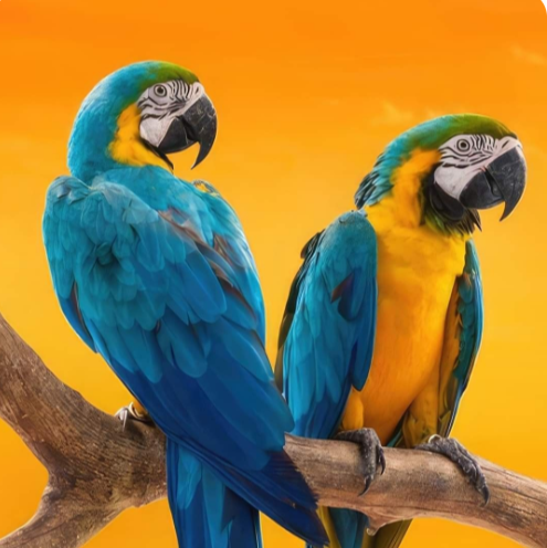 AVES