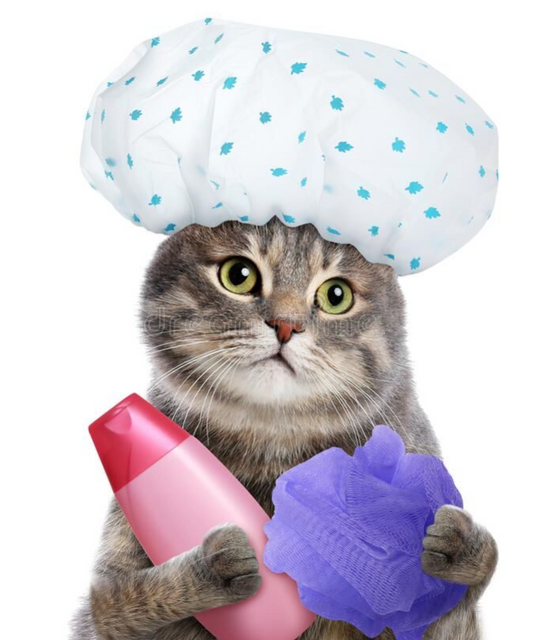BAÑOS ESPECIALES PARA GATOS