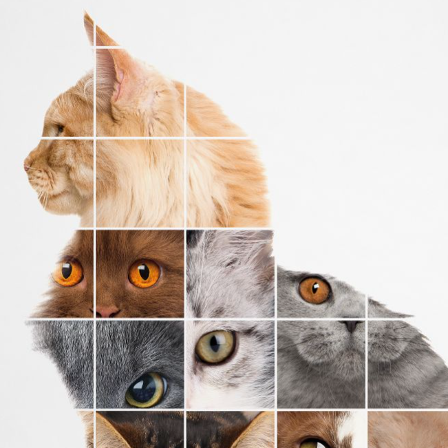 GATO
