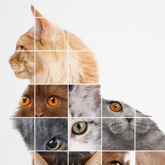 GATO