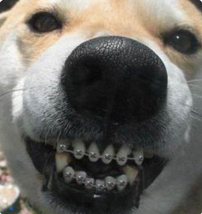 ODONTOLOGIA VETERINARIA