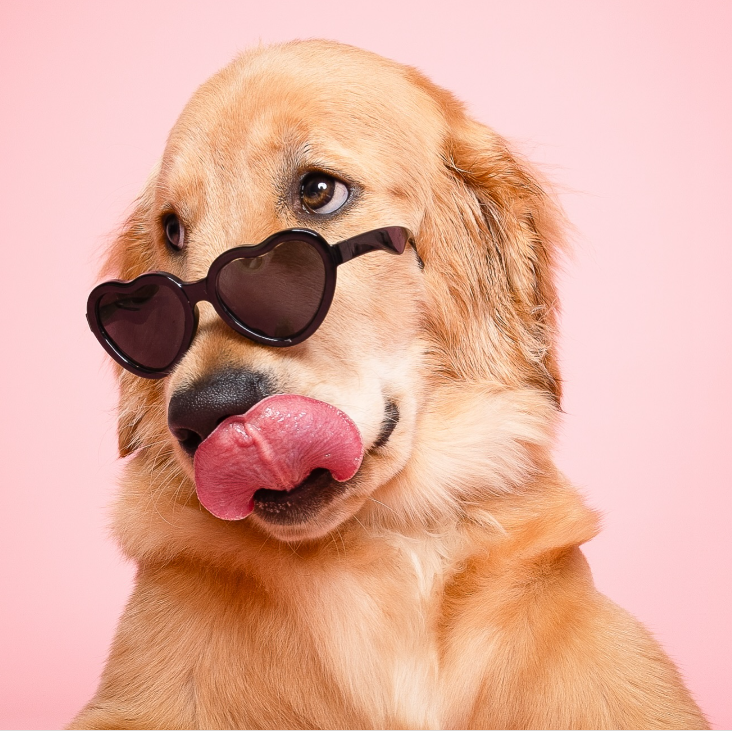 PERRO