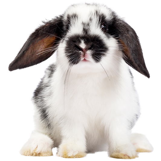 CONEJO